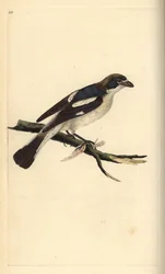 Woodchat shrike, Lanius-senaattori. Käsinvärinen kuparilevy, jonka on piirtänyt ja kaivertanut Edward Donovan omasta "British Birds -luonnonhistoriastaan", Lontoossa