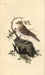 Woodlark, Lullula arborea. Käsinvärinen kuparilevy, jonka on piirtänyt ja kaivertanut Edward Donovan omasta "British Birds -luonnonhistoriastaan", Lontoossa