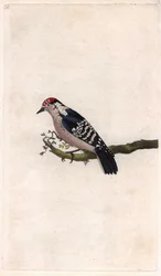 Tikka. Dendrocopos minor (Picus minor). Edward Donovanin (1768-1837) kuparikaiverrus, julkaistu Natural History of British Birdsissa, Lontoossa