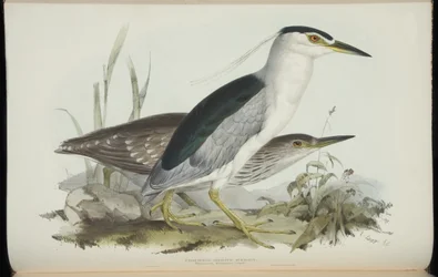 Common Night Heron, John Gouldin "Euroopan linnuista".