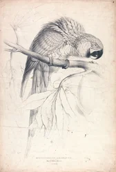 Macrocerus Ararauna / Sinikeltainen ara / 2/3 luonnollisesta koosta (kuva 8)