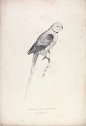 Palaeornia Columbiodes / Kyyhkypapukaija (kuva 31)