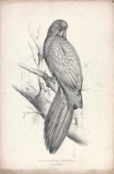 Platycereus Tabuensis / Tabuan Parrakeet (Plate 16)