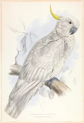 Plyctolophus galeritus. Isokeltatöyhtökakadu.