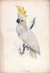Plyctolophus sulphureus / Pieni keltatöyhtökakadu (taulu 4)