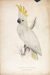 Plyctolophus sulphureus / Pieni keltatöyhtökakadu (taulu 4)