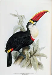Punavatsatukaani, John Gouldin (1804-81) teoksesta "A Monograph of the Ramphastidae, or Family of Toucans", julkaistu 1833-35