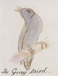 Harmaa lintu, teoksesta "Sixteen Drawings of Comic Birds" (kynä, muste ja wc paperilla)