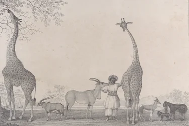 Majesteettiset ja sirot kirahvit tai kameleopardit, joidenkin harvinaisten gasellieläinten kanssa..., 1838.
