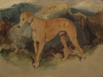 Deerhound, 1826.