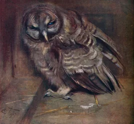 Nuori ruskea pöllö, 1907