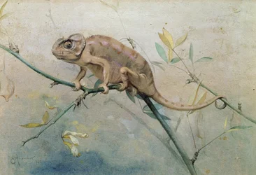 Kameleontti, 1901 (wc paperilla)