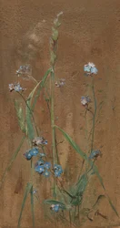 Forget-Me-Not (akvarelli ruskealle paperille)