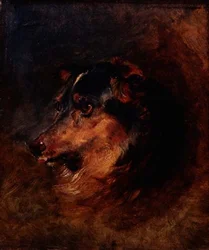 Collie-koiran päätutkimus
