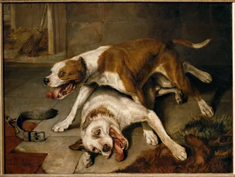 Chiens se battant, reprenant leur souffle - taistelukoirat hengähdystauolla ...