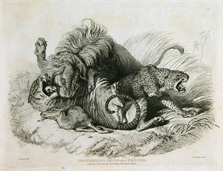 Kilpaileva ryhmä luonnon mukaan, levy 6 teoksesta Twenty Engravings of Lions, Tigers, Panthers & Leopards... kaiverrus Thomas Landseer (1795-1880) 1823
