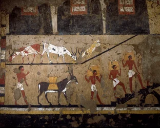 Egyptiläinen antiikki: vehnän kuljettaminen keltin selässä ja orjien selässä. Fresko kuningatar Neferou III:n haudasta. 12. dynastia. 2200-2000 eaa. El Ghebelenistä. Torino, egyptiläinen museo
