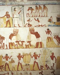 Egypti, Thebes, Luxor, Sheikh 