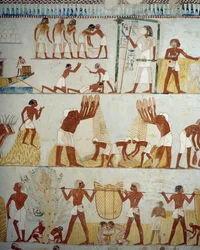 Sadonkorjuu, viljan puinti ja keruu, yksityiskohta freskoista Mennan haudan eteiseen, Sheikh Abd el Qurnah Necropolis, Luxor, Thebes (Unescon maailmanperintöluettelo)