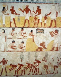 Sadonkorjuu, viljan puinti ja keruu, yksityiskohta freskoista Mennan haudan eteiseen, Sheikh Abd el Qurnah Necropolis, Luxor, Thebes (Unescon maailmanperintöluettelo)