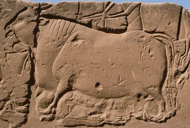 Detalye ng isang relief na naglalarawan sa isang baka, Ramesses II (1298-32 BC) courtyard (limestone)finn