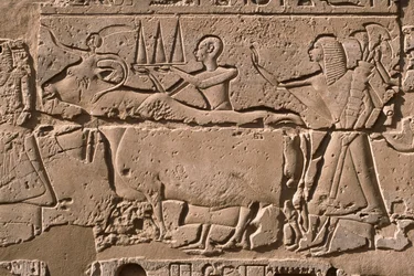 Yksityiskohta reliefistä, joka kuvaa miehiä, jotka johtavat lehmää, Ramses II (1298-32 eKr.) piha (kalkkikivi)