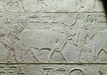 Paimen, joka johtaa härkää, yksityiskohta Akhethotepin Mastabasta, Saqqarasta, vanhasta kuningaskunnasta, noin 2500 eKr. (maalattu kalkkikivi)