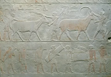 Oryksia ja antilooppia ajavat palvelijat ja muut matkatavaroita kuljettavat Mastaba of Akhethotep, Saqqara, Old Kingdom, noin 2400 eKr. (maalattu kalkkikivi)