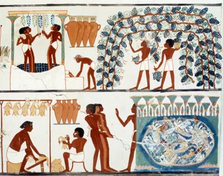 Egyptiläinen taide: rypäleiden poiminta ja polkeminen. Jäljennös Nakhtin haudasta, Amenhotep II:n kaudelta (noin 1450-1425 eKr.). Pariisi, Collège de France