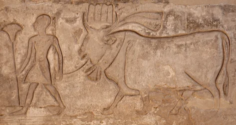 Mies vetää lehmää, Horuksen temppeli, Edfu