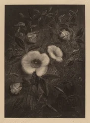 Wild Rosesfinnish