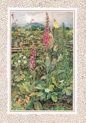 Naues Fairies among Foxgloves, kuvitus Alfred Tennysonin (1809-92) "Idylls of the King" -julkaisusta, julkaisija Hodder & Stoughton