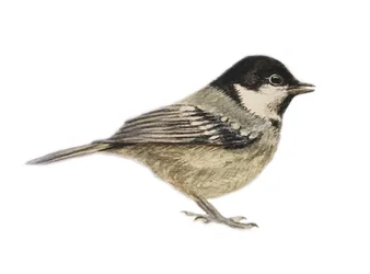 Coal Tit, 2019 (akvarelli ja lyijykynä)