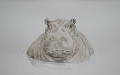 Hippo, 2021 (akvarelli)