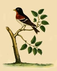 "Brambling", 1738, 1942.