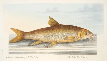 Barbel, teoksesta A Treatise on Fish and Fish-ponds, pub. 1832 (käsin väritetty kaiverrus).