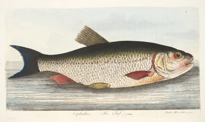 Chub, teoksesta A Treatise on Fish and Fish-ponds, pub. 1832 (käsin väritetty kaiverrus)