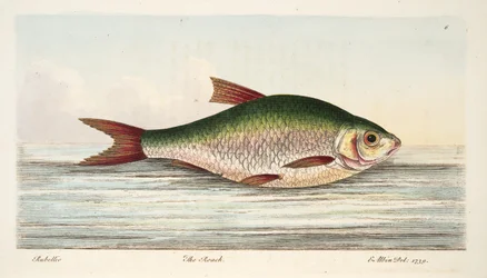 Särki, kirjasta A Treatise on Fish and Fish-ponds, pub. 1832 (käsin väritetty kaiverrus).