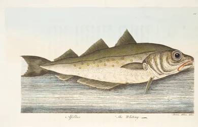Valkoturska, teoksesta A Treatise on Fish and Fish-ponds, pub. 1832 (käsin väritetty kaiverrus)