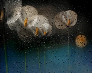 Sateiset calla-liljat