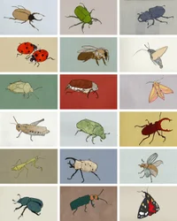 Hyönteiset