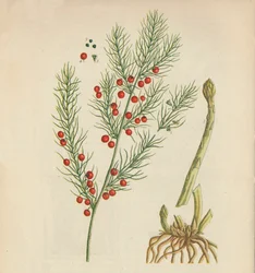 Parsa, 1947