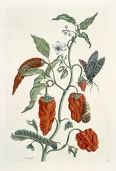 Comfrey, teoksesta "A Curious Herbal", 1782 (värikaiverrus)