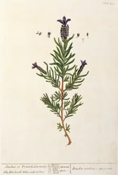 Ranskalainen laventeli, levy 241 kirjasta "A Curious Herbal", julkaistu 1782 (värikaiverrus)