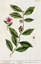 Vihreä tee, lautanen 351 kirjasta "A Curious Herbal", julkaistu 1782 (värikaiverrus)