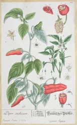 Guineapippurilevy (Piper Indicum) 129 saksankielisestä "A Curious Herbal" -julkaisusta, joka julkaistiin vuonna 1757