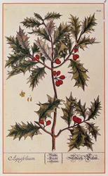 Holly elokuvasta A Curious Herbal, 1782