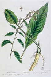 Piparjuuri, 1782