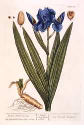 Iris, levy 69 kirjasta "A Curious Herbal", julkaistu 1782 (värikaiverrus)