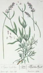 Laventelin piikki, taiteilijan laatta 